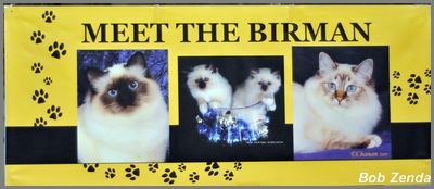 Birman Display 3